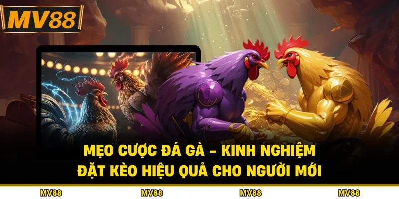 Mẹo Cược Đá Gà - Kinh Nghiệm Đặt Kèo Hiệu Quả Cho Người Mới