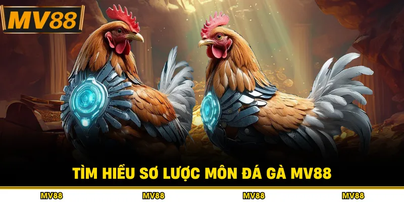 Tìm hiểu sơ lược môn đá gà MV88