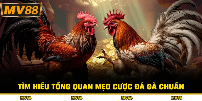 Tìm hiểu tổng quan mẹo cược đá gà chuẩn