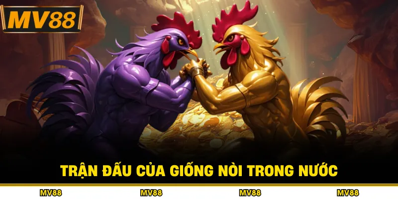 Trận đấu của giống nòi trong nước